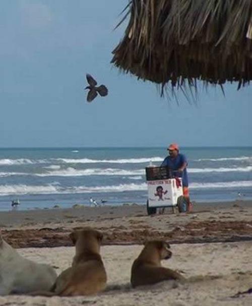 Realizan censo de Perros y Gatos en Playa Bagdad